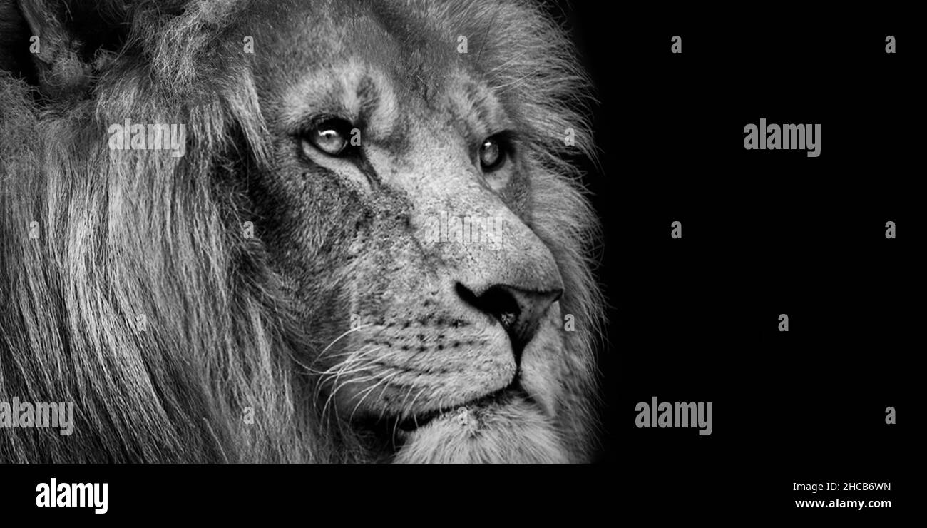 African maschio leone Baner , Panorama fauna animale isolato bianco nero Foto Stock