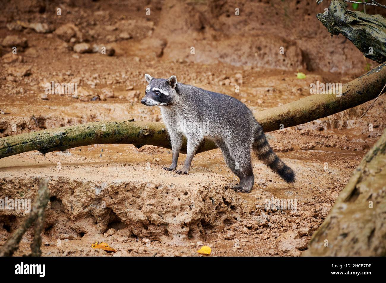 raccoon (Procyon lotor), Sierpe, Parco Nazionale di Corcovado, Penisola di Osa, Costa Rica, America Centrale Foto Stock