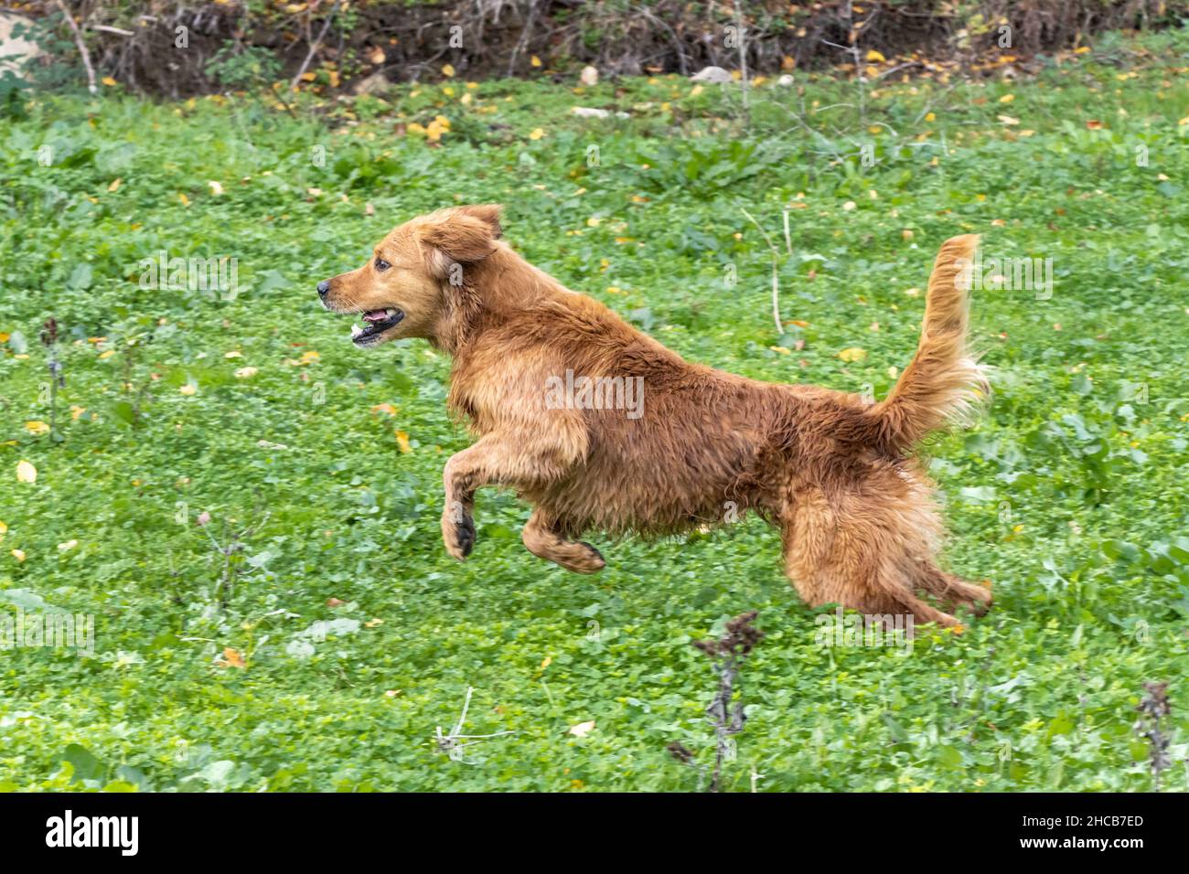 Scottish Golden Retriever cane in piedi su erba verde in natura Foto Stock