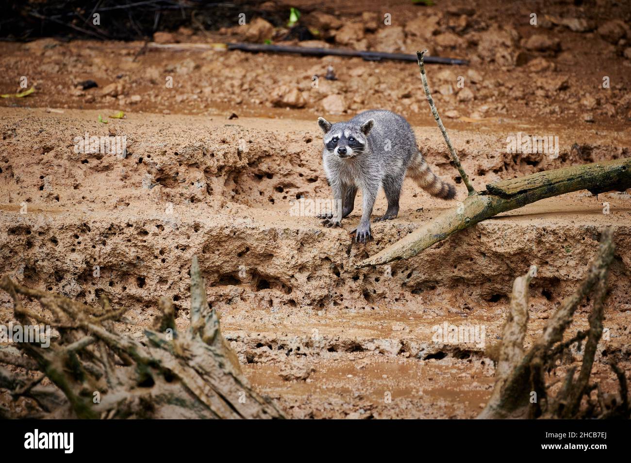 raccoon (Procyon lotor), Sierpe, Parco Nazionale di Corcovado, Penisola di Osa, Costa Rica, America Centrale Foto Stock