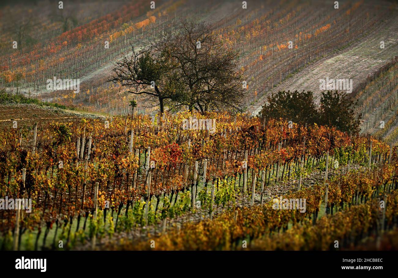 Campi di Moravia, Repubblica Ceca Foto Stock