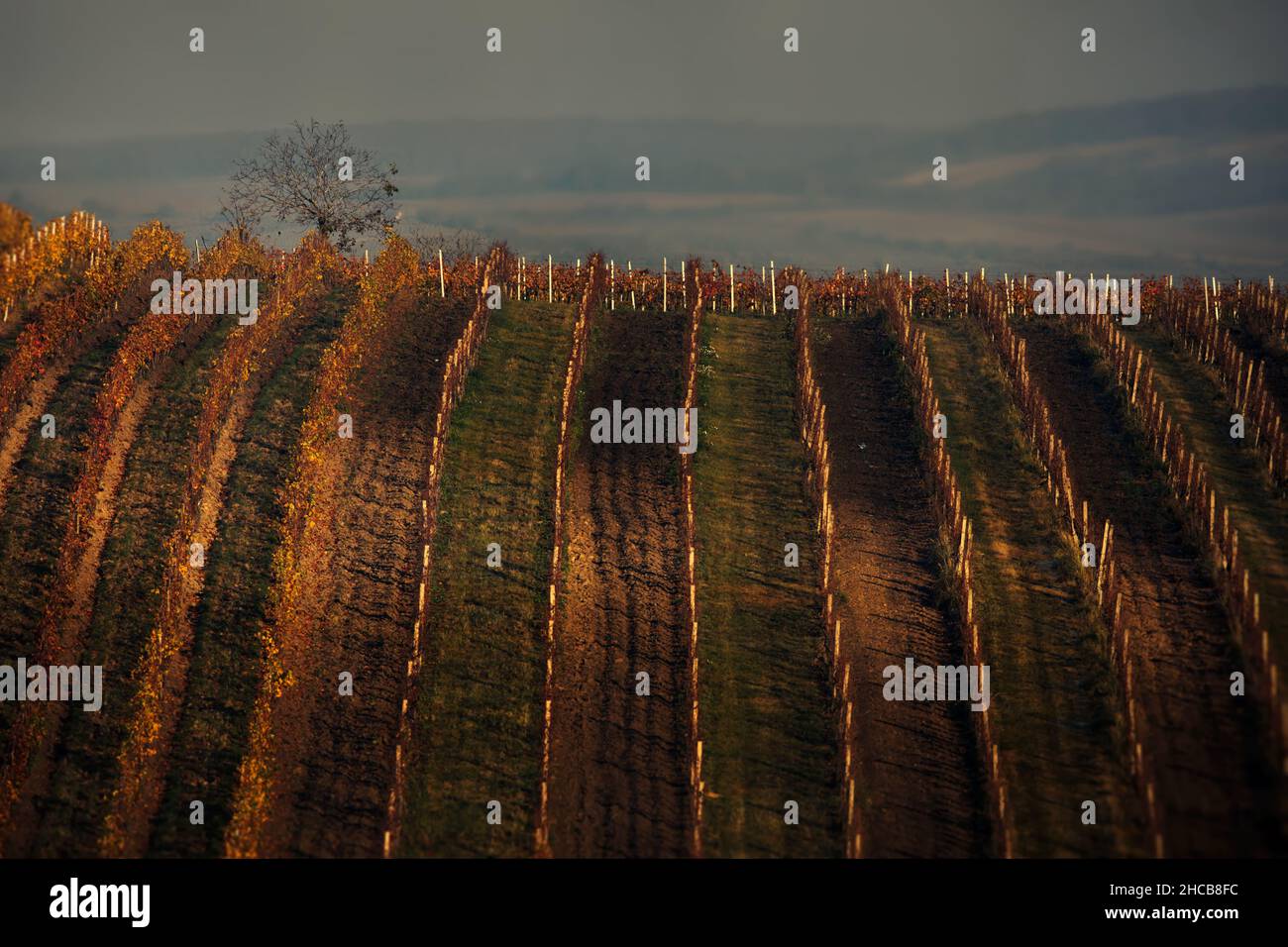 Campi di Moravia, Repubblica Ceca Foto Stock