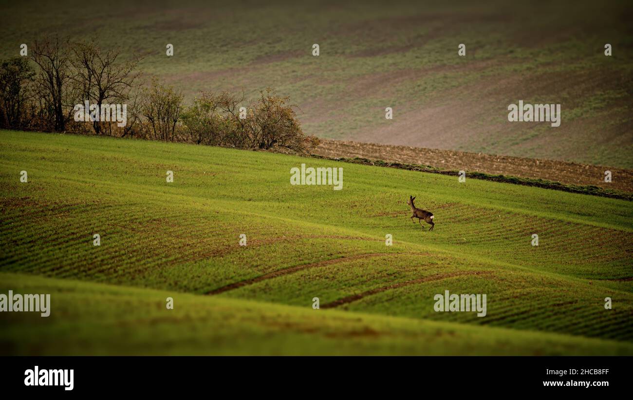 Campi di Moravia, Repubblica Ceca Foto Stock