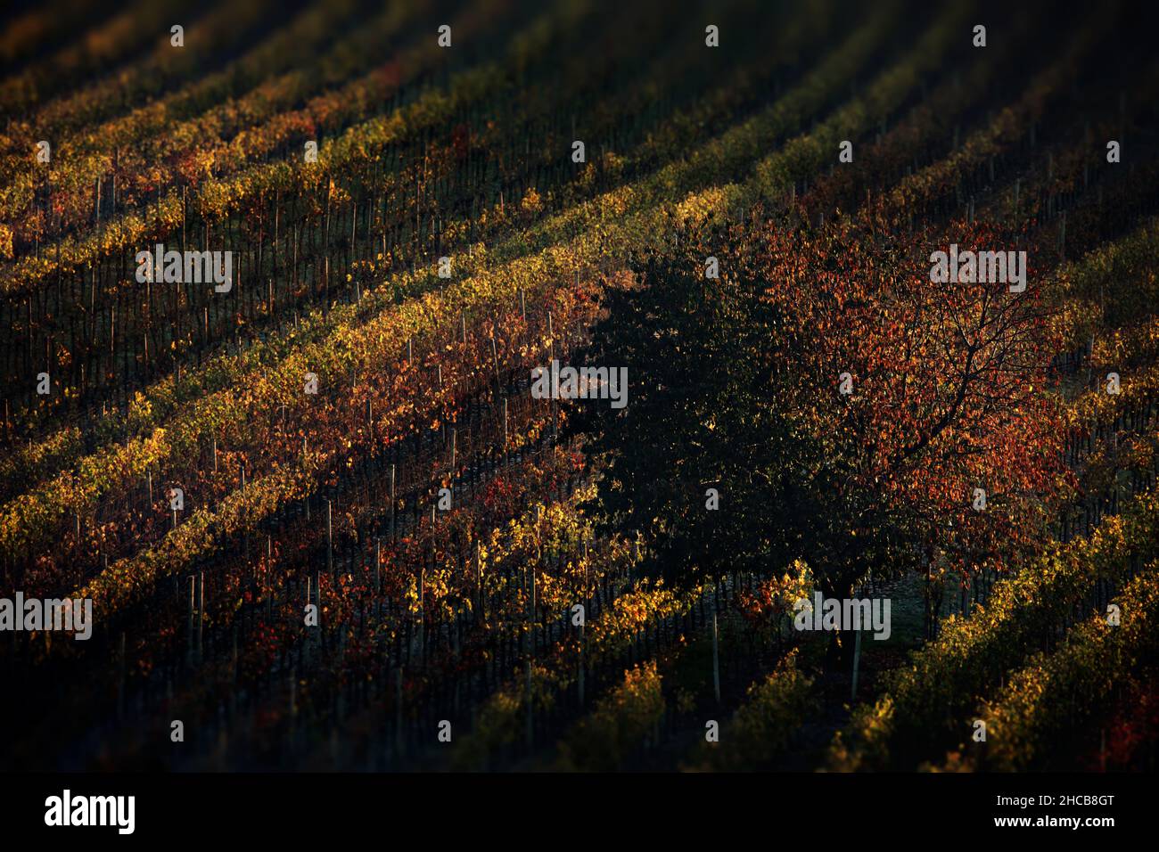 Campi di Moravia, Repubblica Ceca Foto Stock