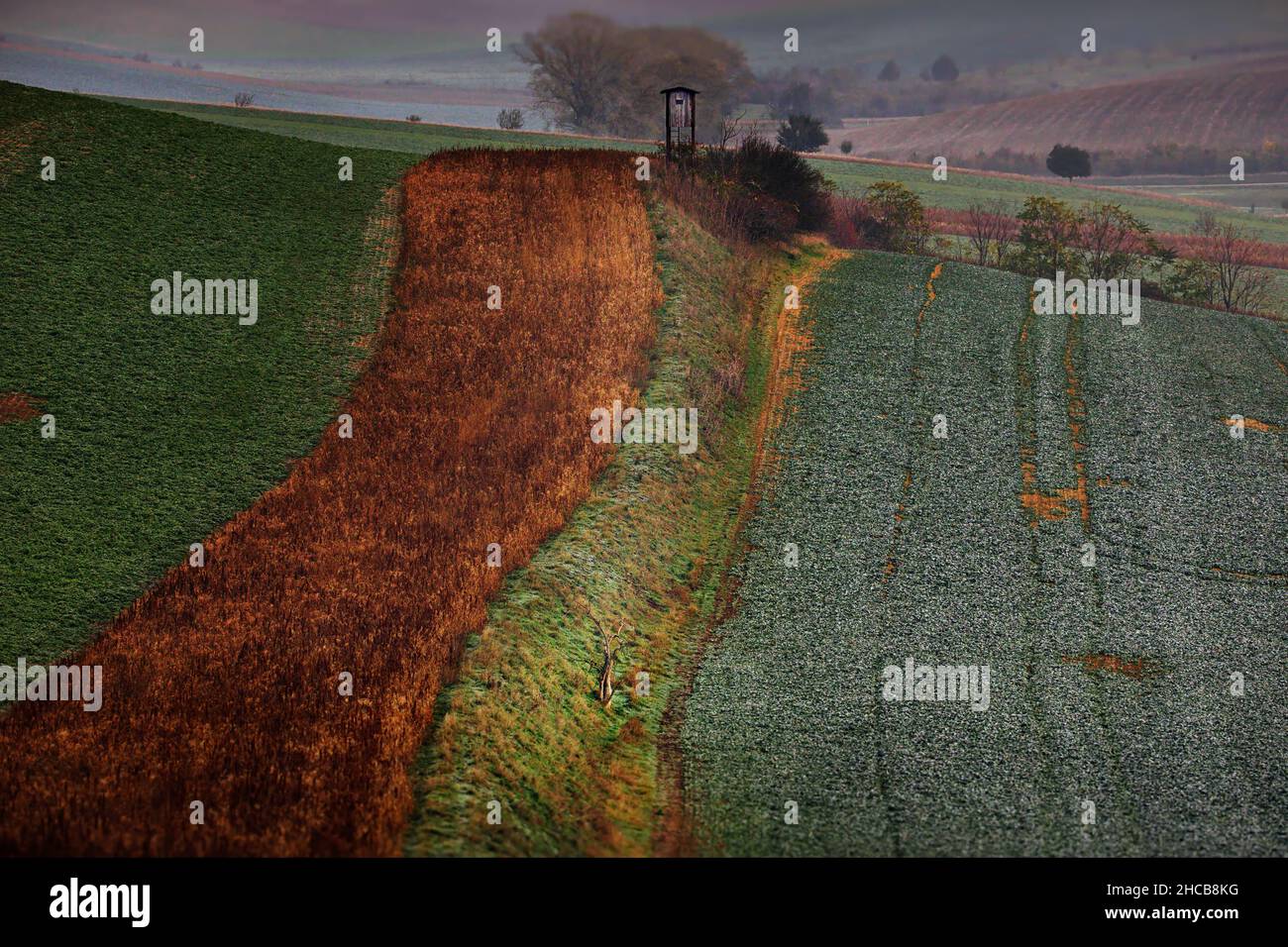 Campi di Moravia, Repubblica Ceca Foto Stock