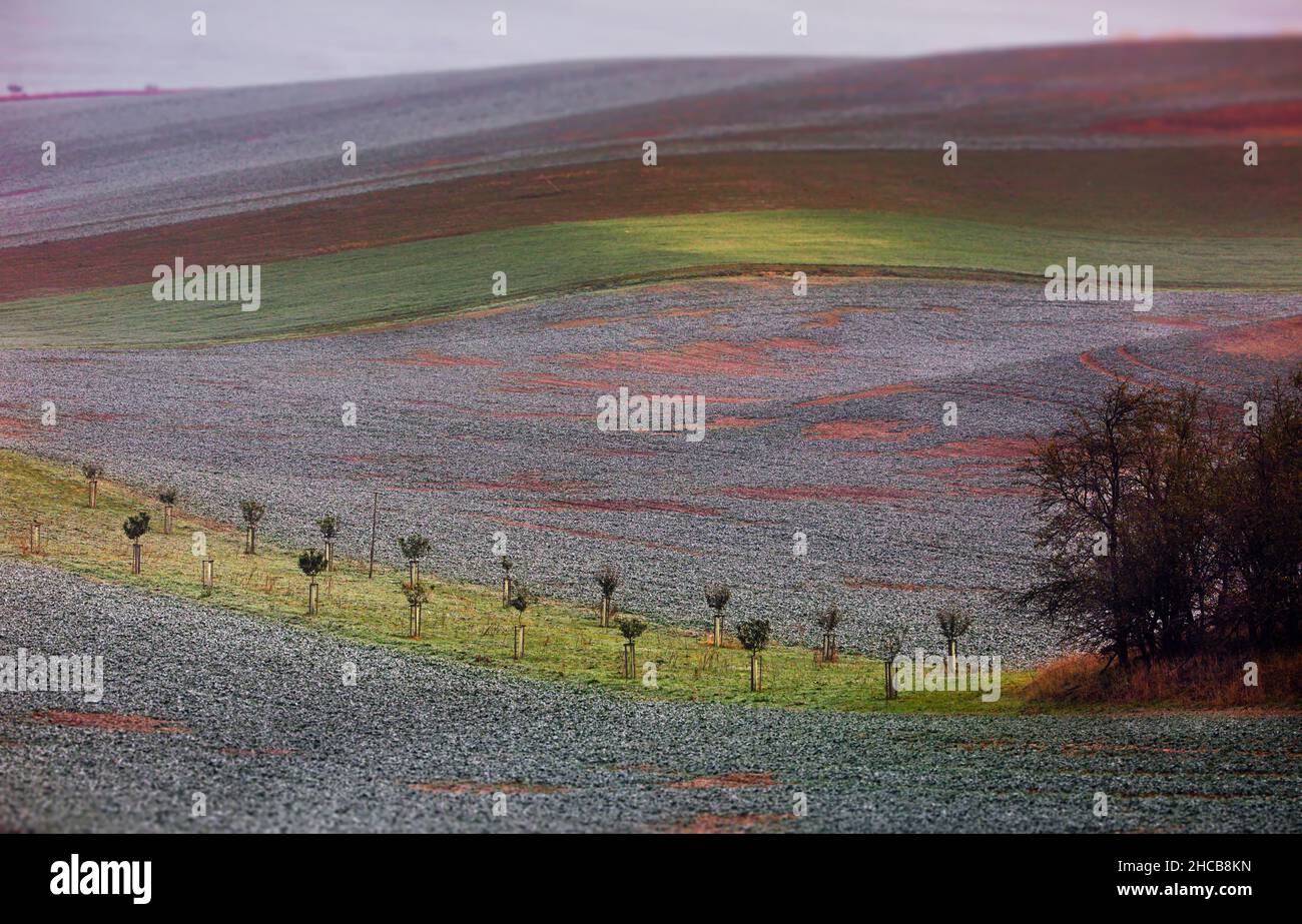 Campi di Moravia, Repubblica Ceca Foto Stock