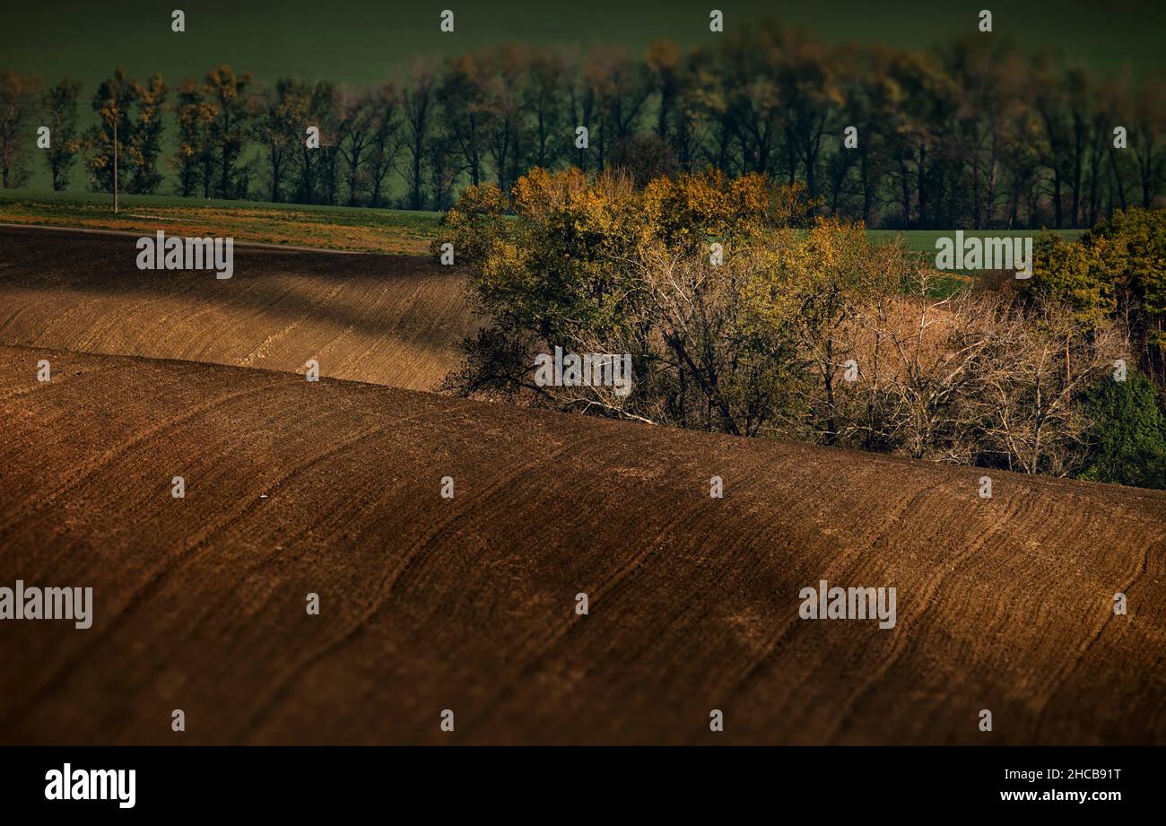 I campi della Moravia, Repubblica Ceca Foto Stock