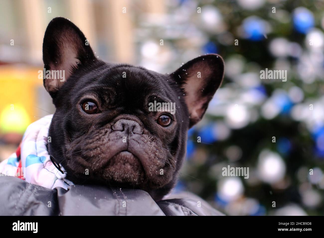 Ritratto di un Bulldag francese nero sullo sfondo di un albero di Natale. Sfondo sfocato Foto Stock