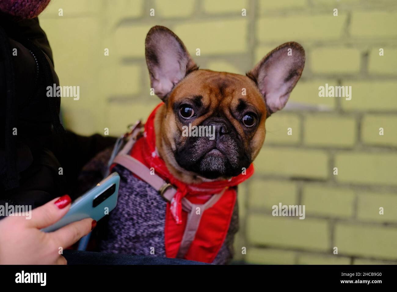 Minsk, Belarus, 25 dicembre 2021: Ritratto di un Bulldog francese dai capelli rossi seduto tra le braccia di una donna. Nessuna faccia. Foto Stock