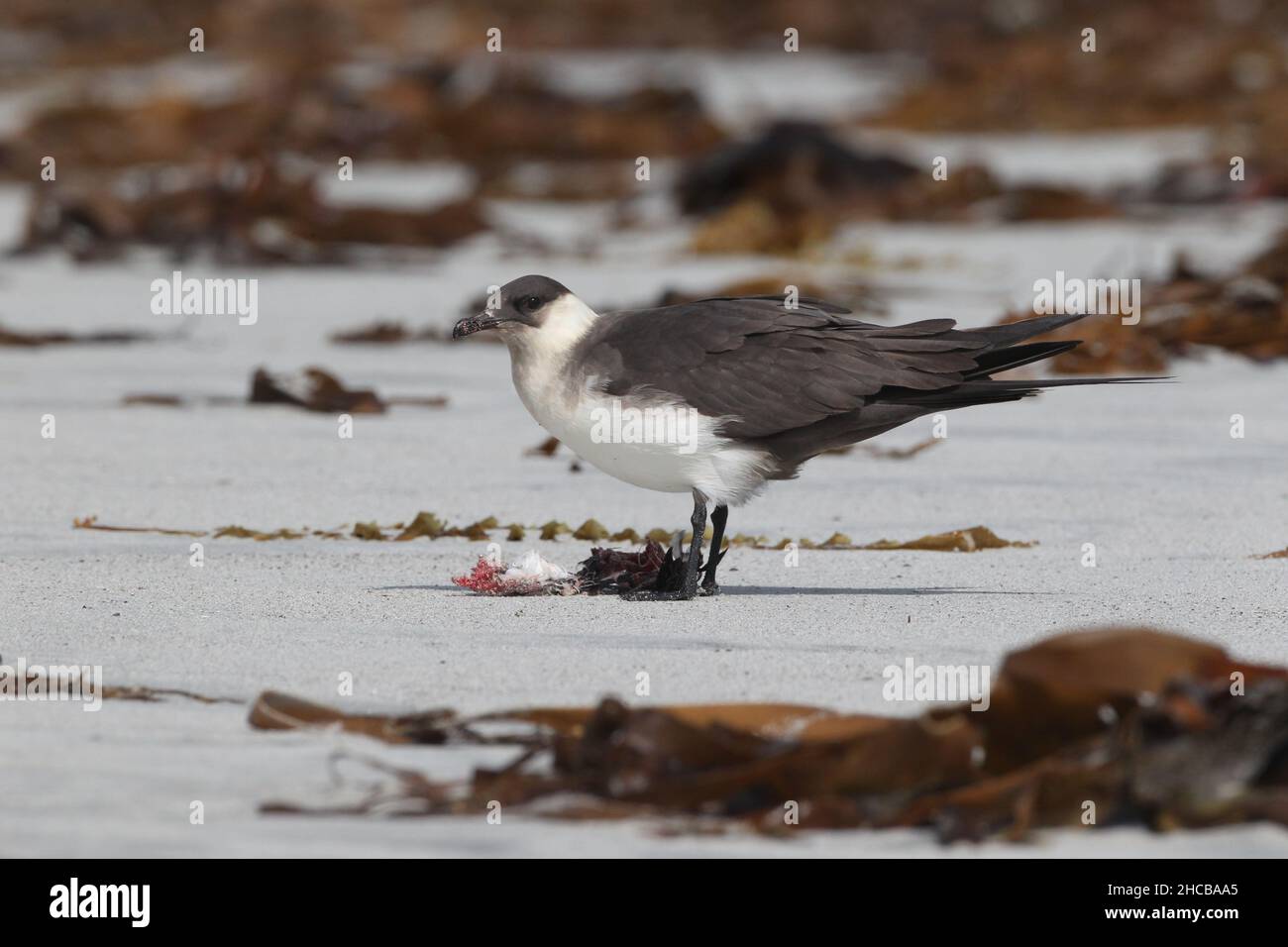 Questa coppia di skua artico catturò il sanderling in volo prima di consumarlo. Lacerazione della carcassa a volte. Foto Stock