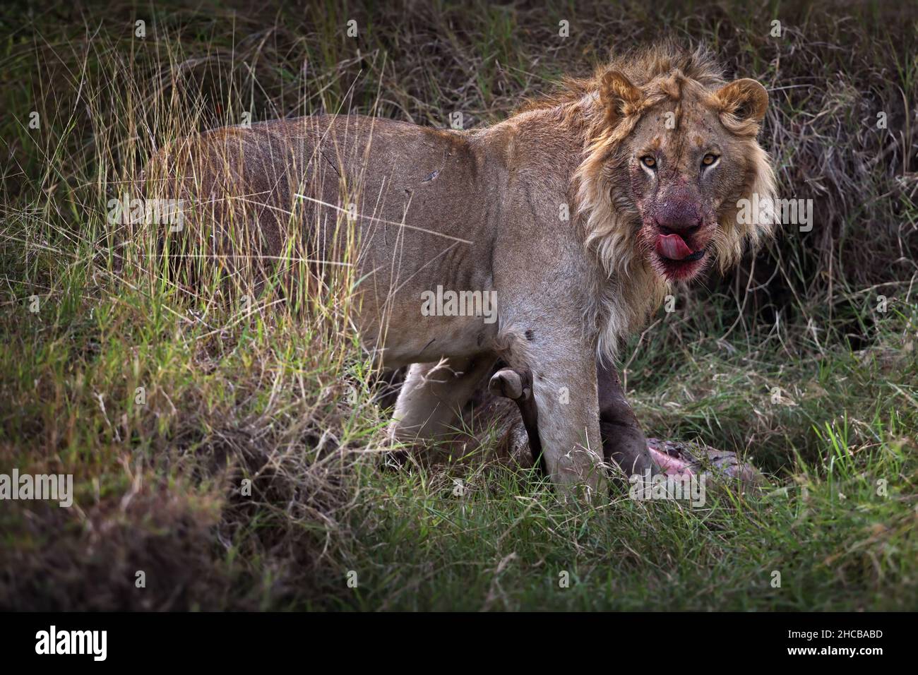 Leone con un volto sanguinoso a Masai Mara, Kenya Foto Stock