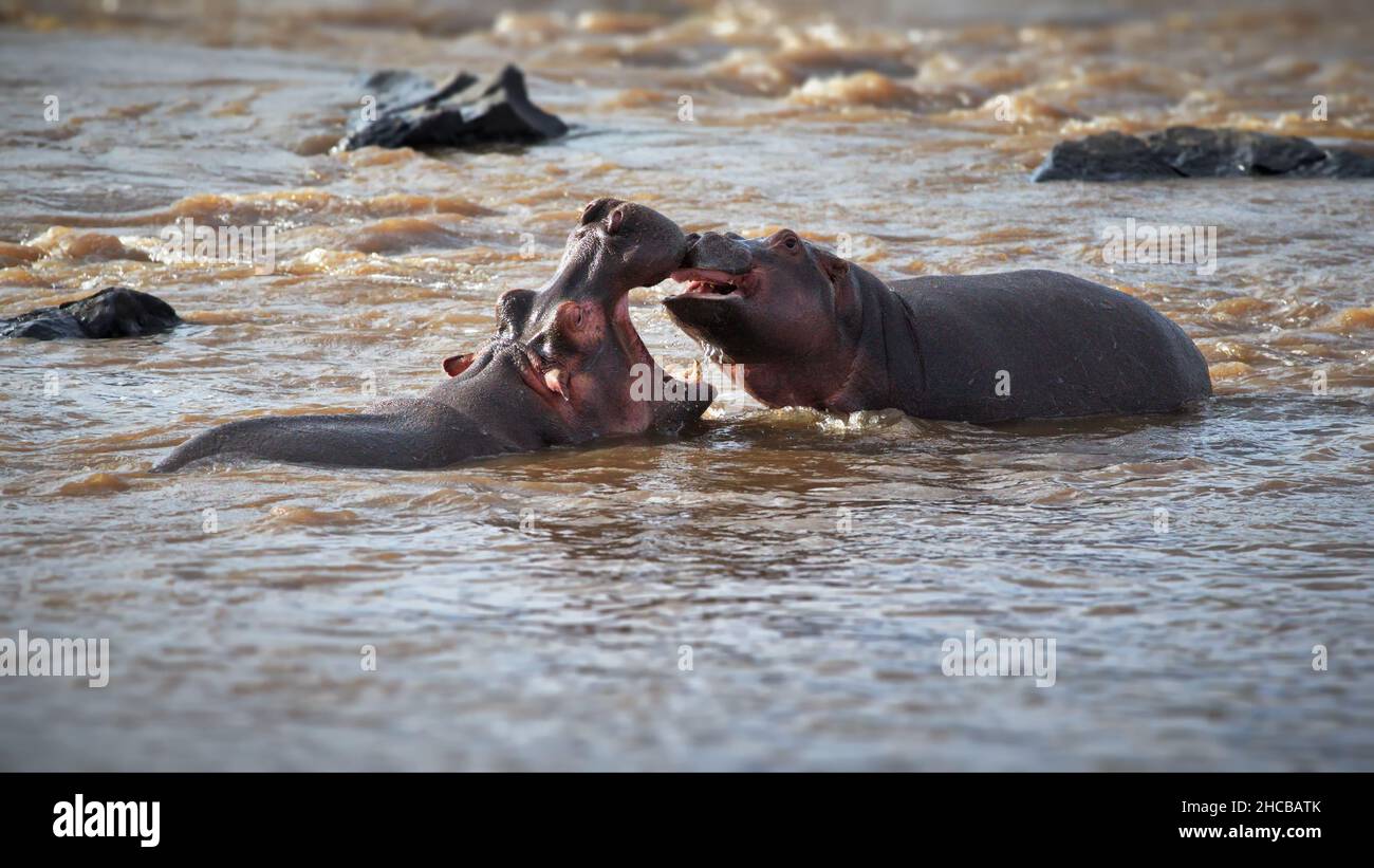 Ippopotami che combattono in acqua a Masai Mara, Kenya Foto Stock