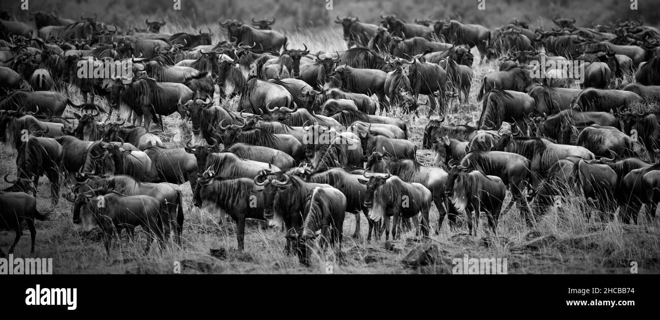 Foto in scala di grigi di animali più selvatici in un campo aperto a Masai Mara, Kenya Foto Stock