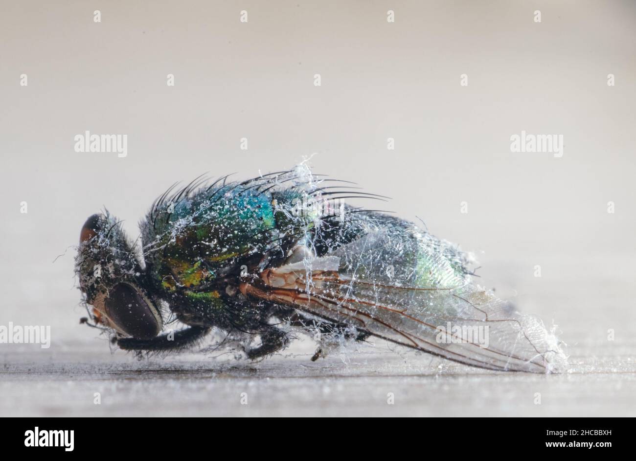 Morto volare che giace avvolto in polvere closeip Foto Stock