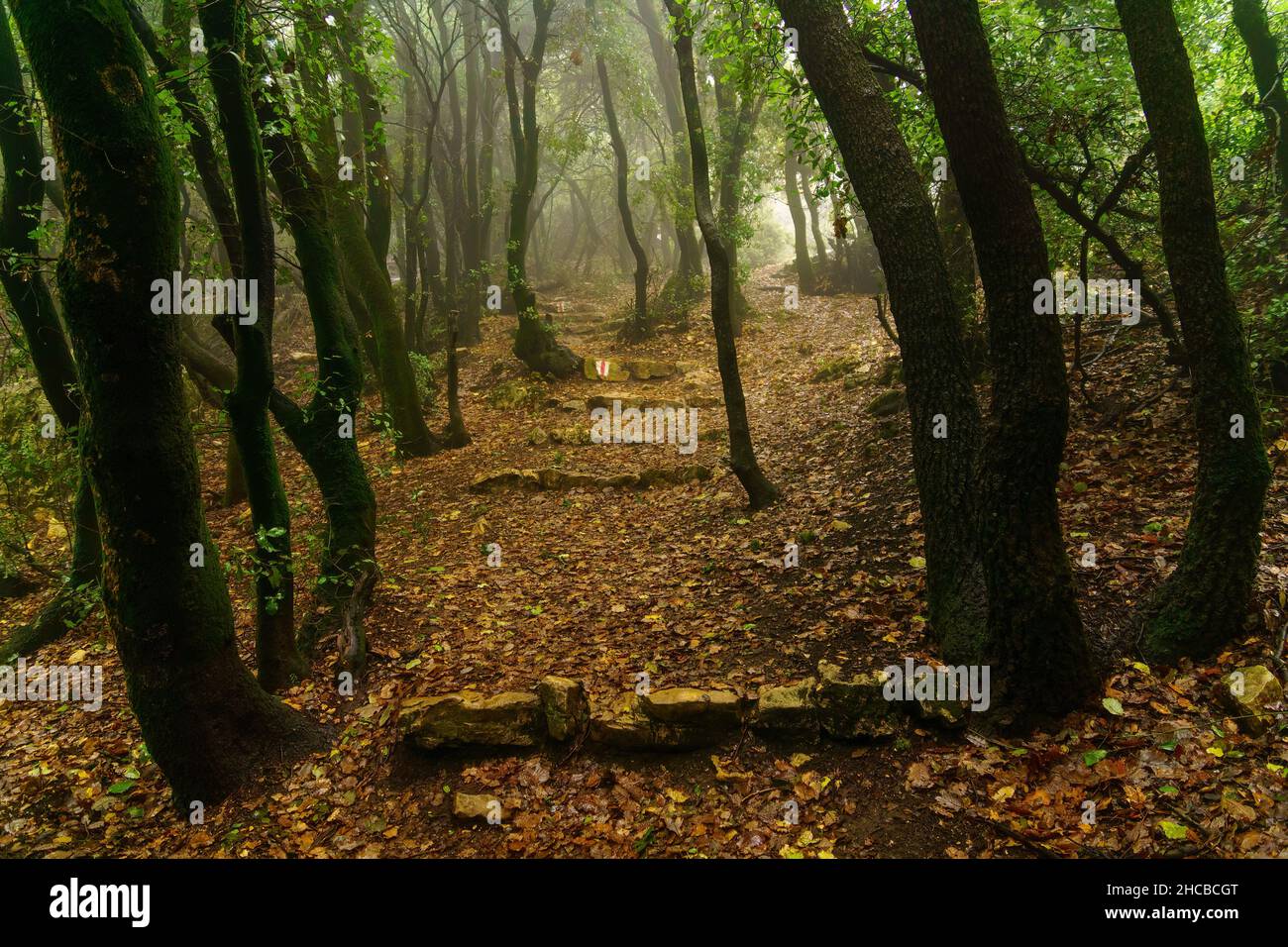 Vista del sentiero escursionistico nella foresta, sulla cima del Monte Meron, l'alta Galilea, Israele settentrionale, in una giornata invernale nebbia Foto Stock