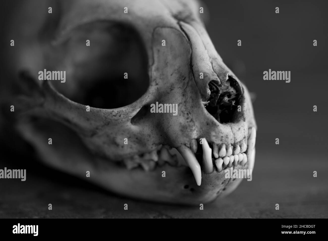 Dead Cat è un buon gatto - cranio Cat in bianco e nero Foto Stock