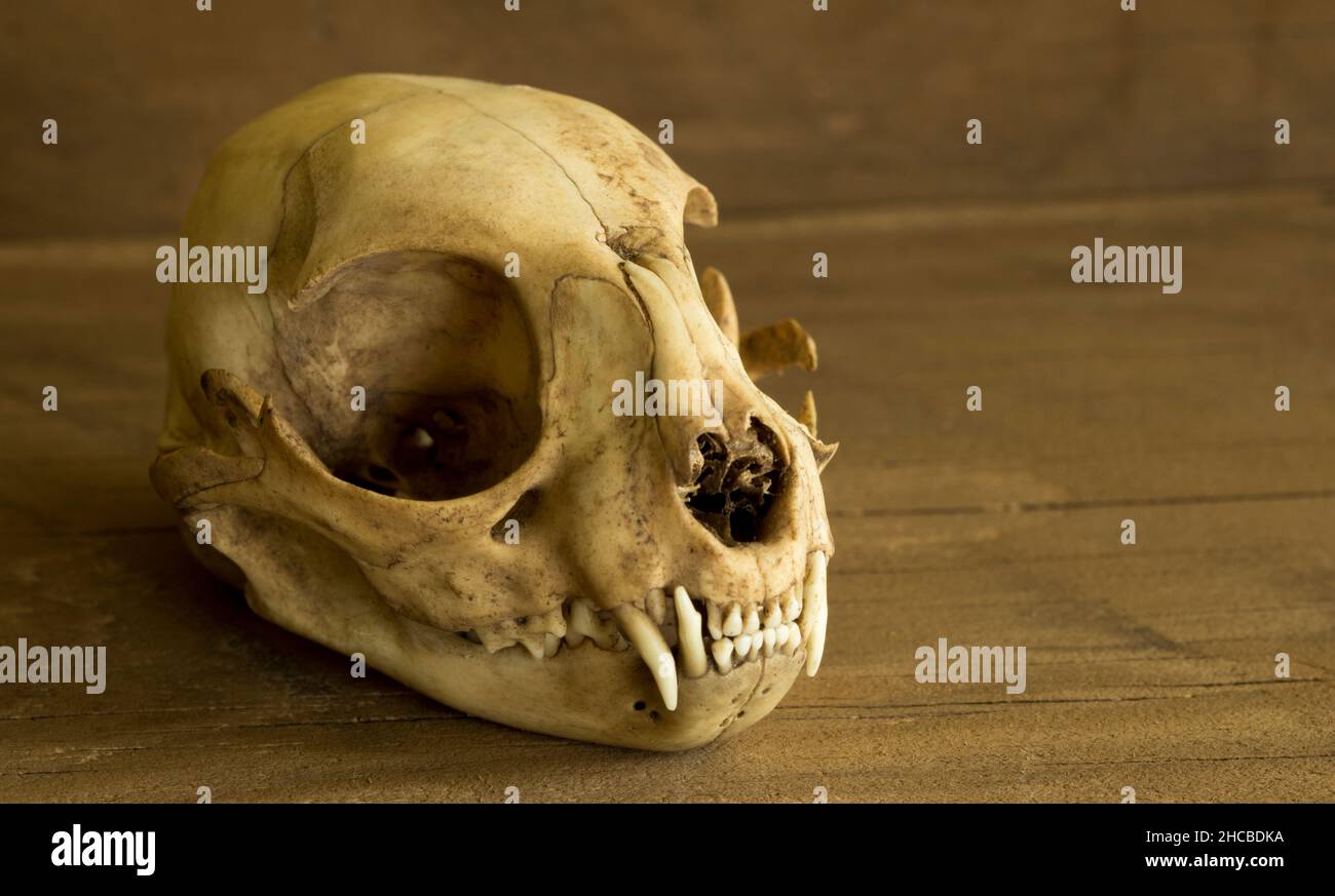 Il gatto morto è un buon gatto - cranio del gatto su un fondo rustico di legno Foto Stock