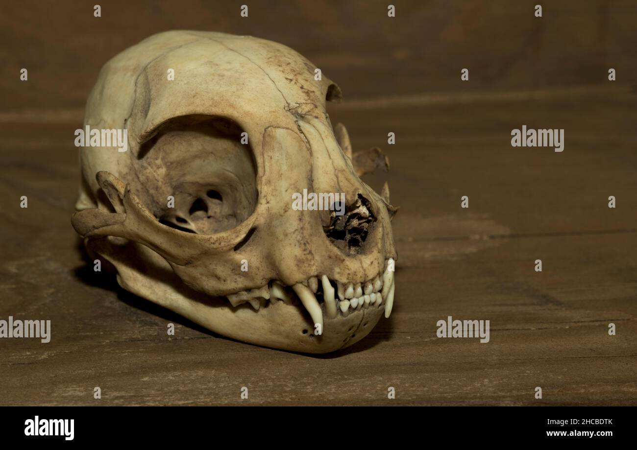 Il gatto morto è un buon gatto - cranio del gatto su un fondo rustico di legno Foto Stock