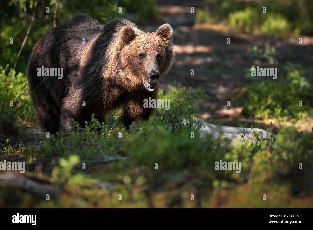 Verde foresta con orsi grizzly in Finlandia durante la luce del giorno Foto Stock