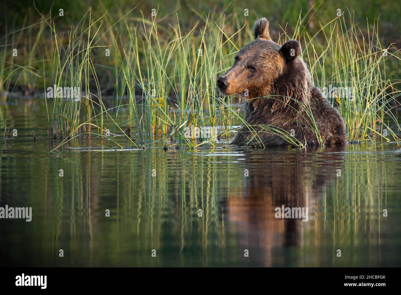 Verde foresta con un orso grizzly nel lago, in Finlandia durante la luce del giorno Foto Stock