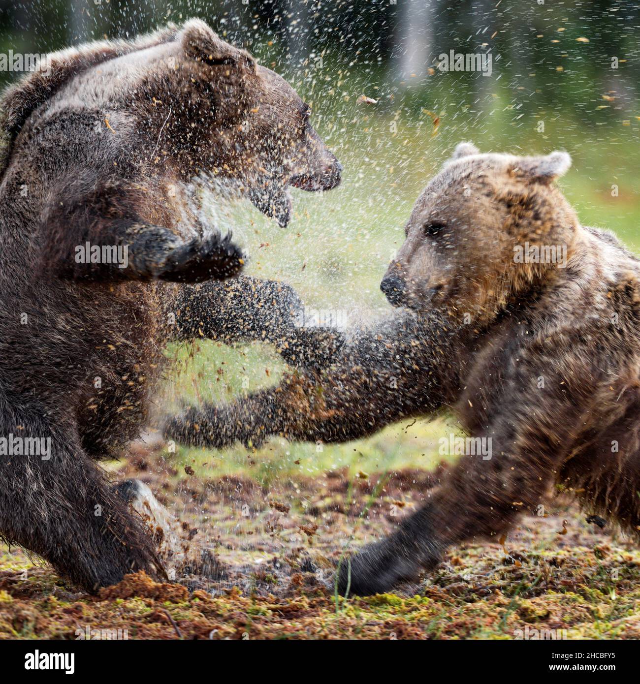 Due orsi bruni che giocano insieme Foto Stock