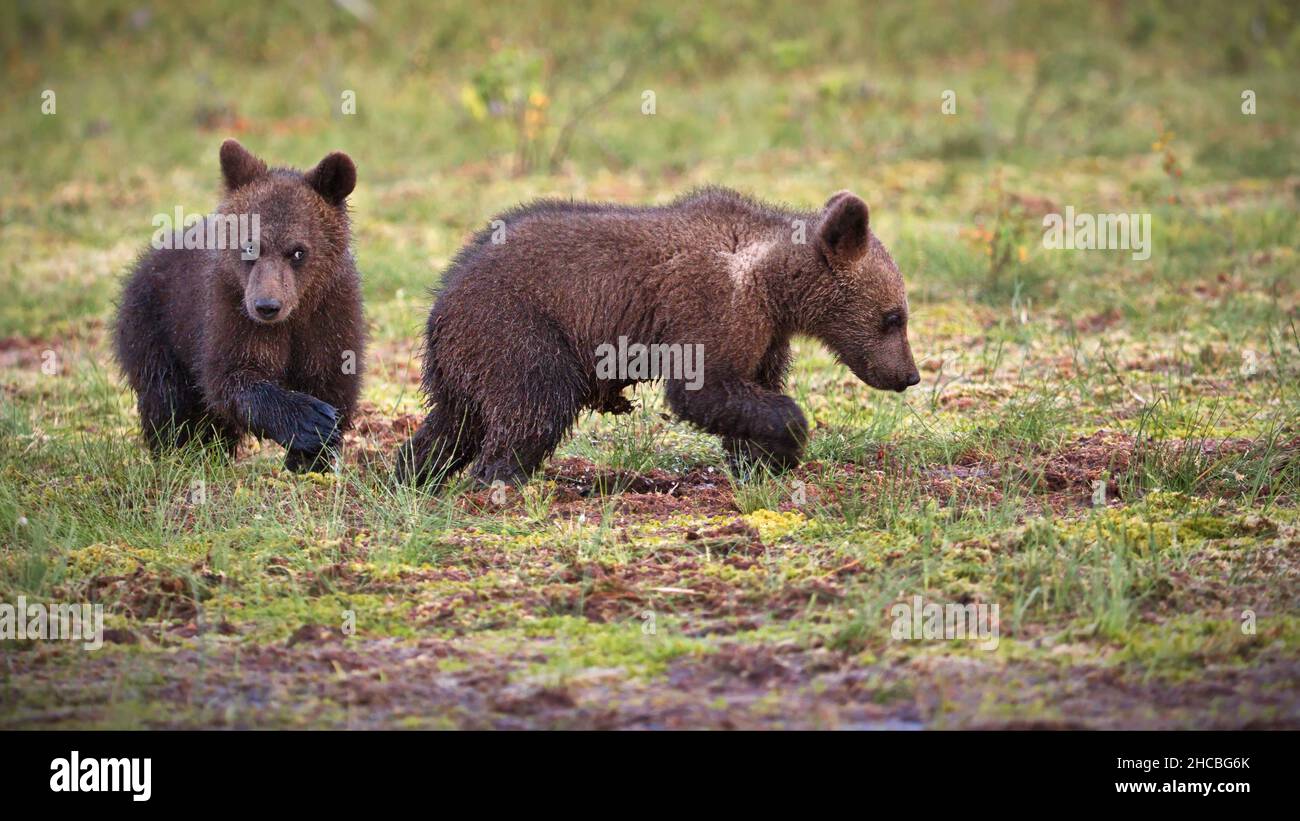 Piccoli orsi bruni nella foresta in Finlandia Foto Stock
