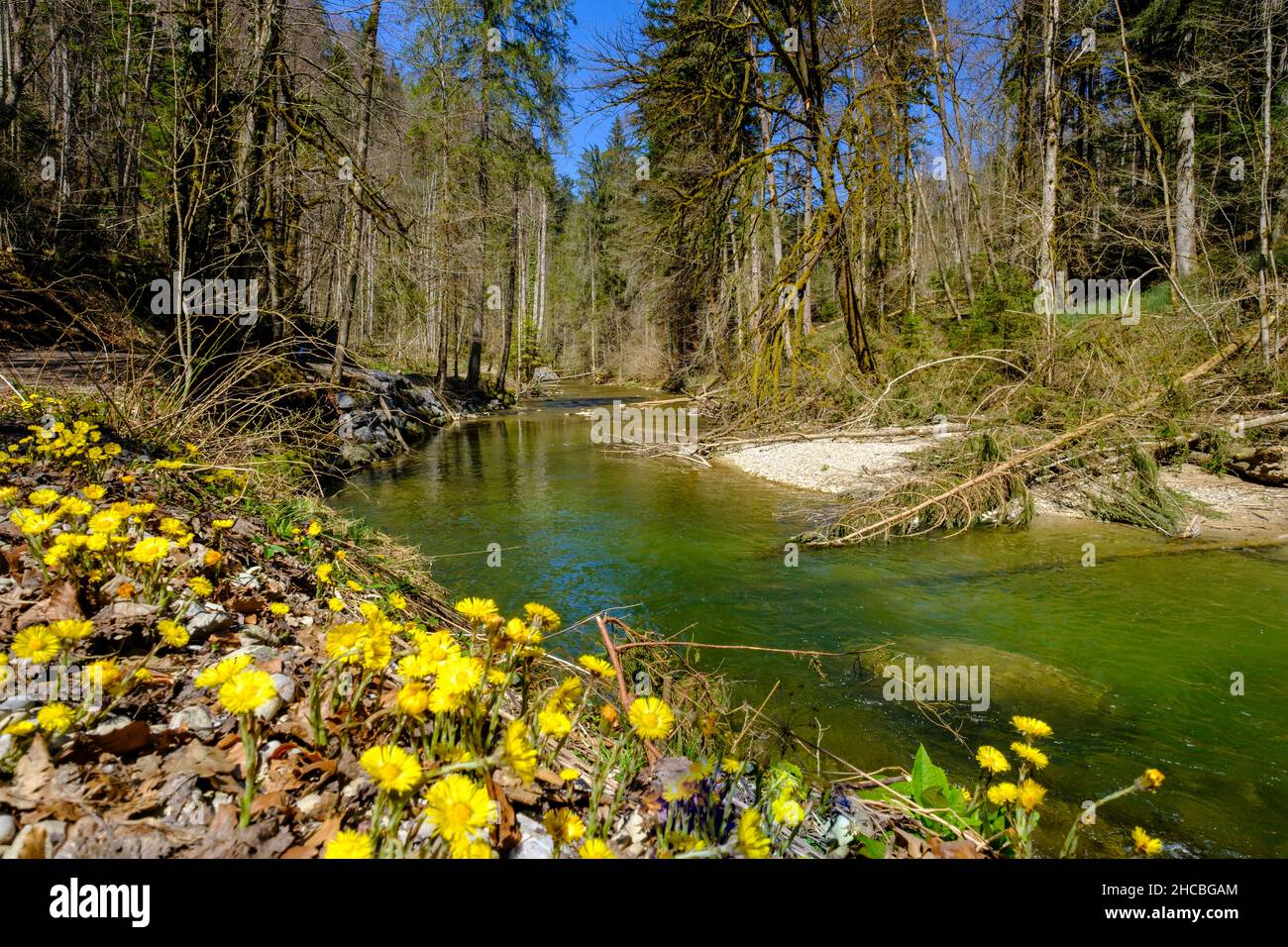 Piante da fiore del fiume Obere argen a Swabia, Baviera, Germania Foto Stock