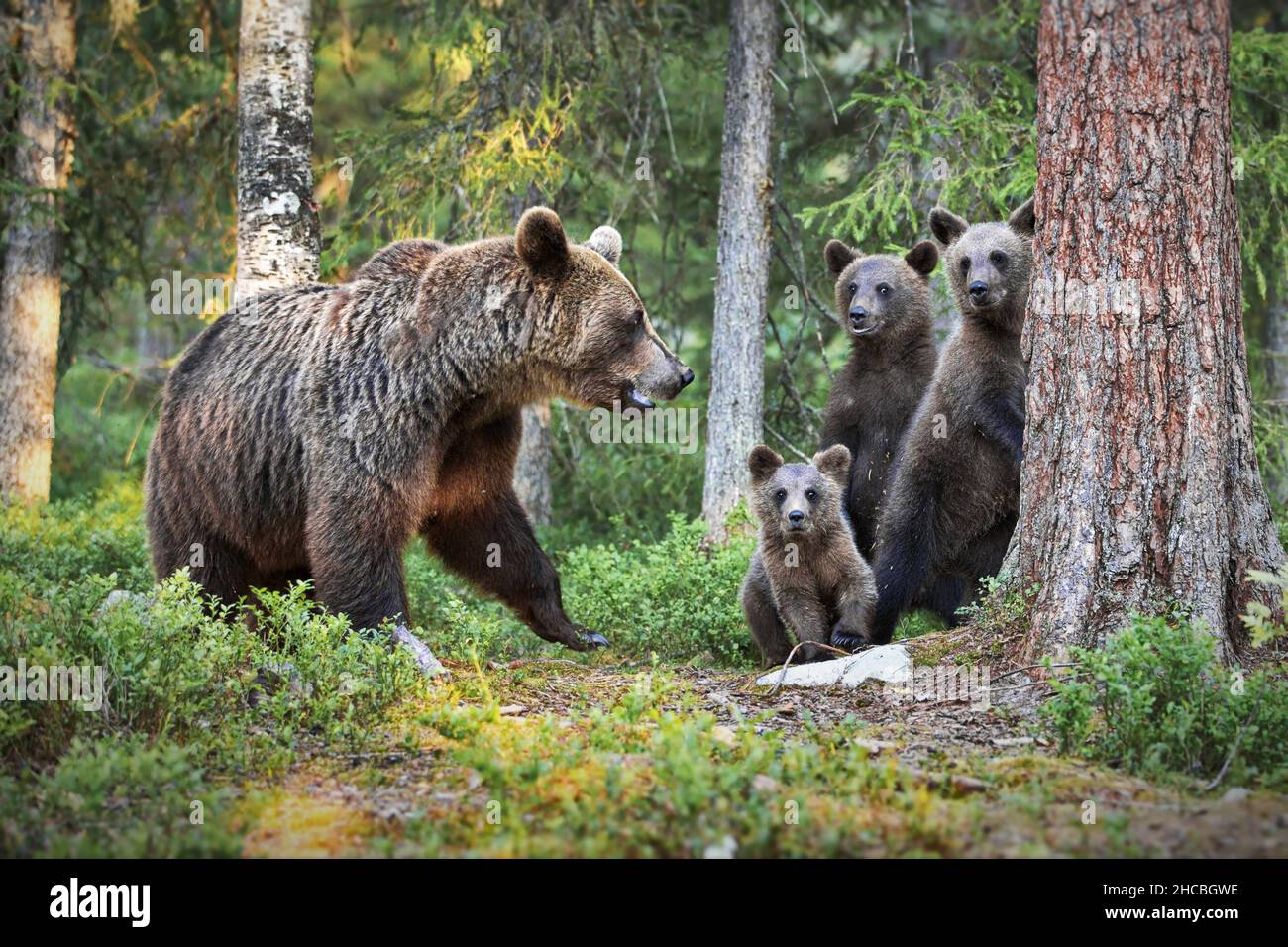 Orsi bruni nella foresta in Finlandia Foto Stock