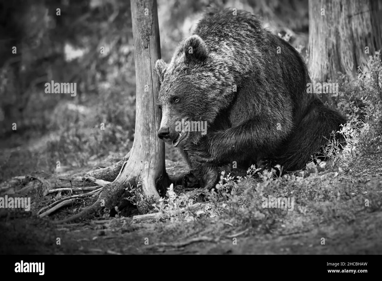 Foto in scala di grigi di un grande orso nella foresta in Finlandia Foto Stock