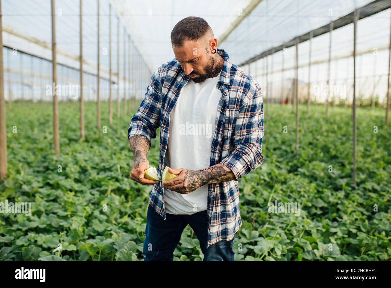 Lavoratore agricolo che controlla il melone a serra Foto Stock