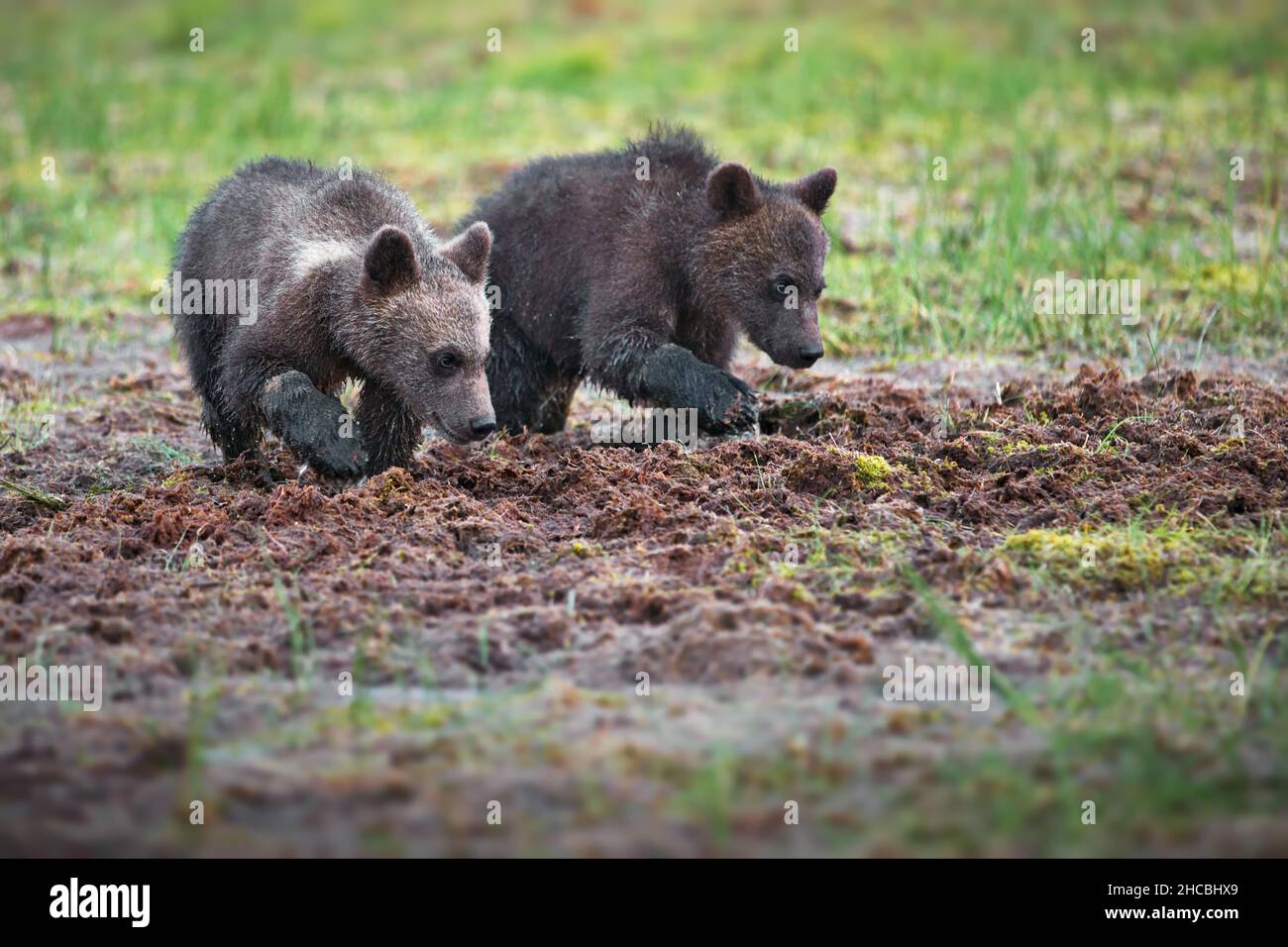 Piccoli orsi bruni nella foresta in Finlandia Foto Stock