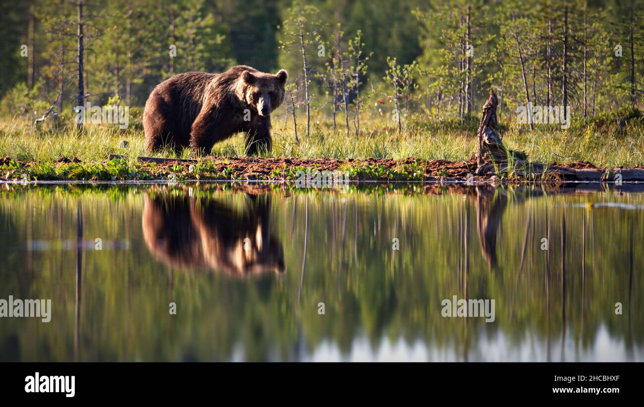 Orso Grizzly sulla riva di un laghetto con lunga esposizione in Finlandia Foto Stock