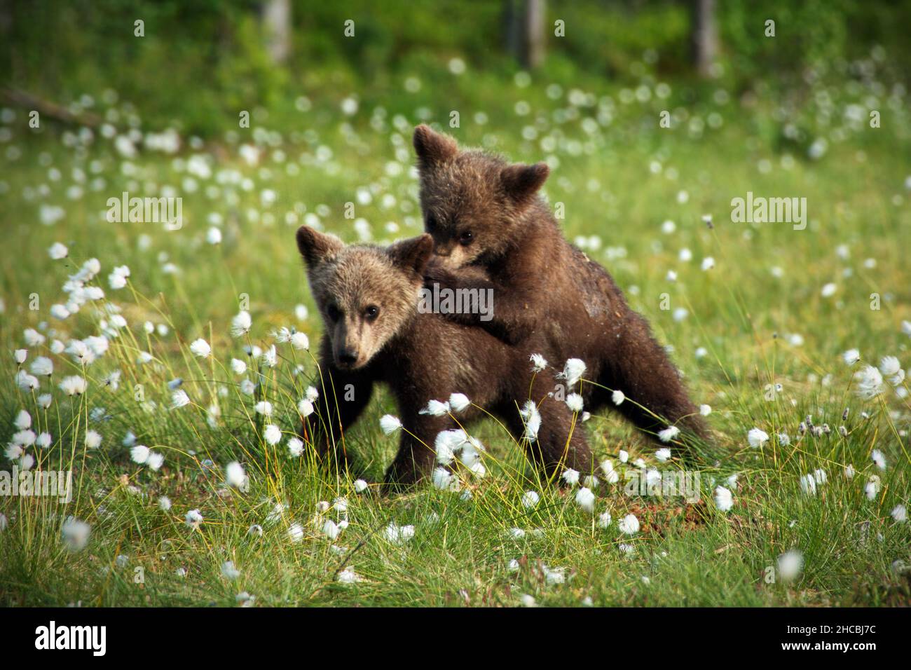 Piccoli orsi bruni nella foresta in Finlandia Foto Stock