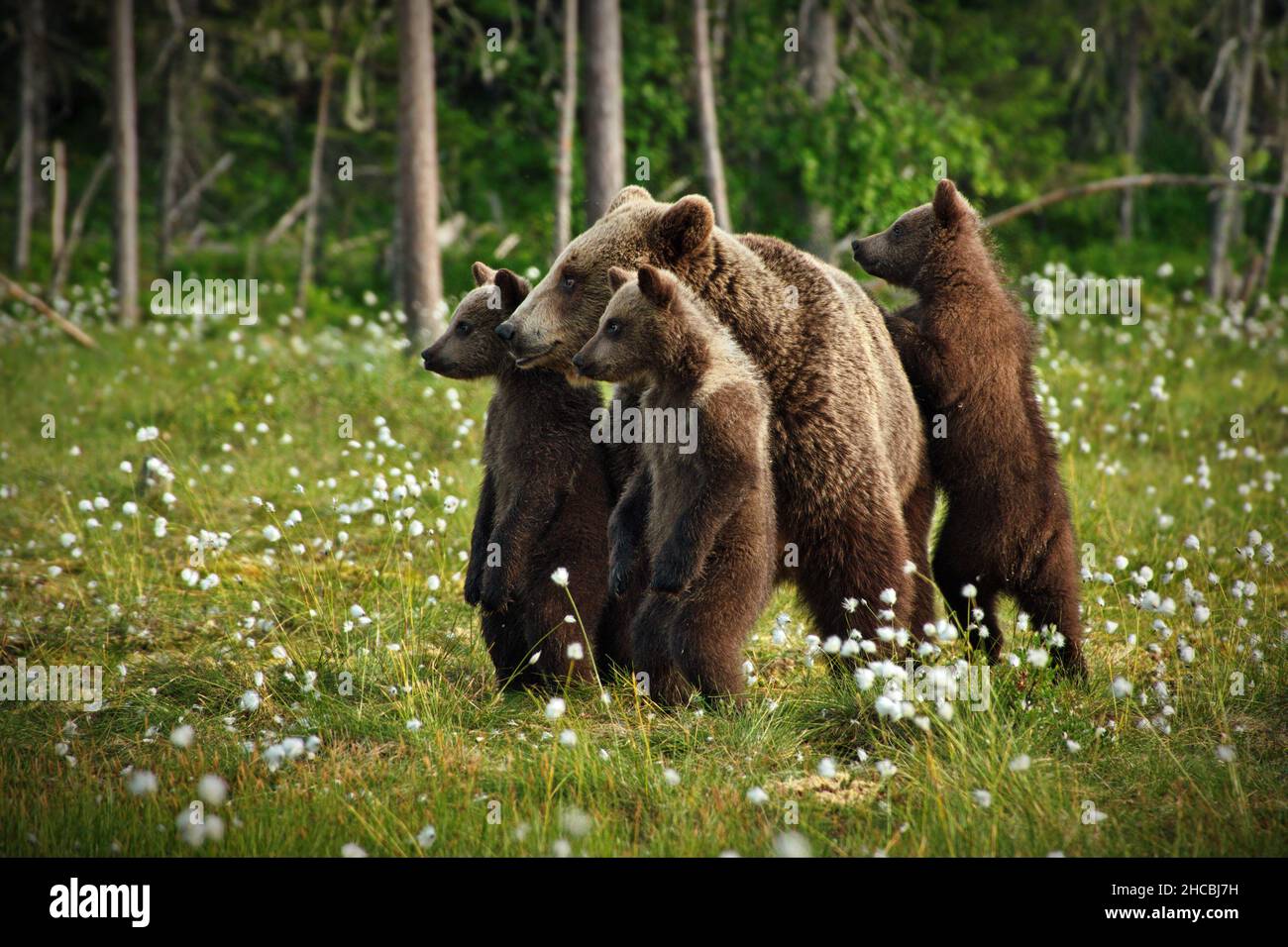 Verde foresta con orsi grizzly e cubs in Finlandia durante la luce del giorno Foto Stock