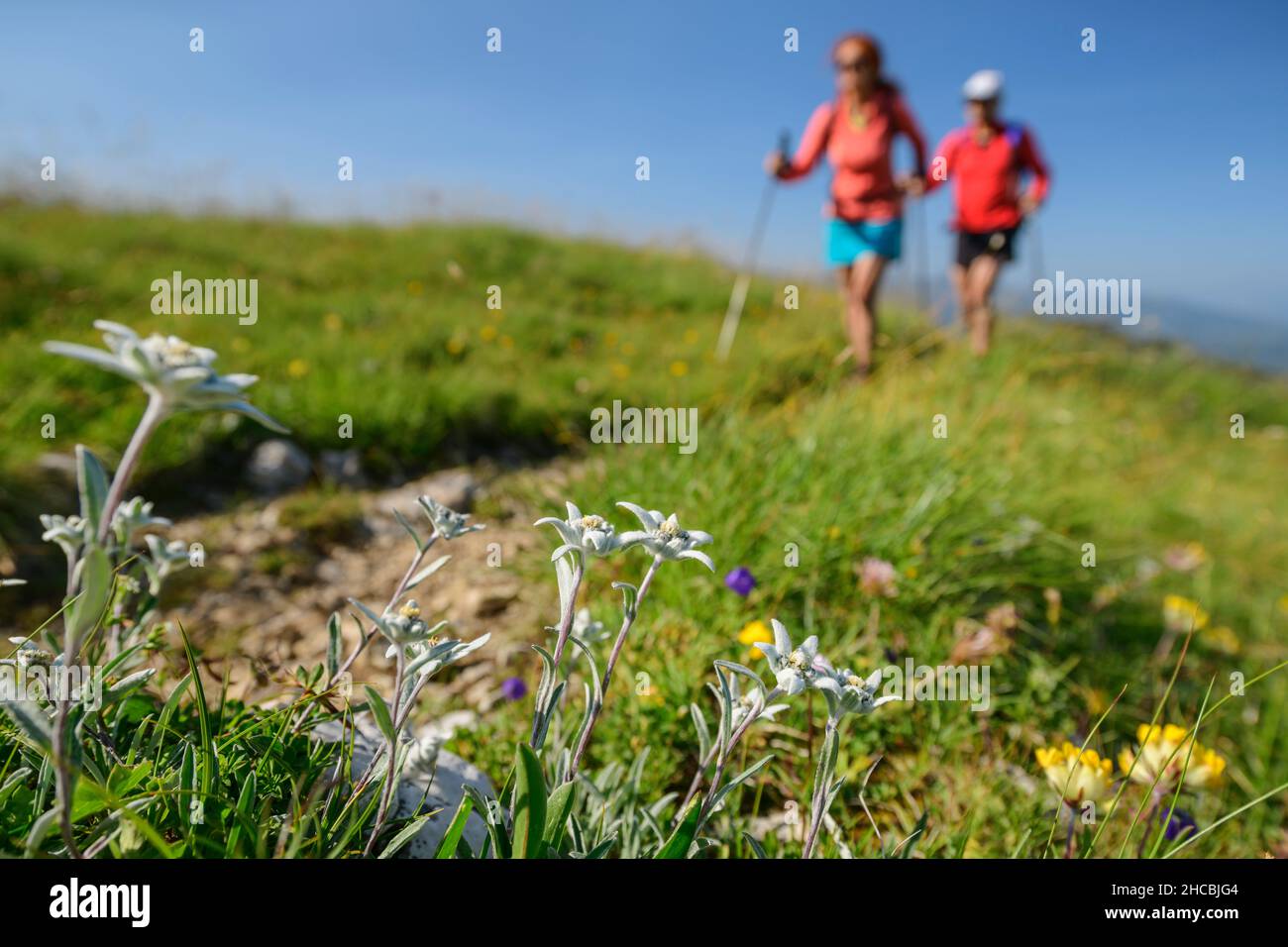 Fiori di Edelweiss (Leontopodium nivale) che crescono all'aperto con due escursionisti che camminano sullo sfondo Foto Stock