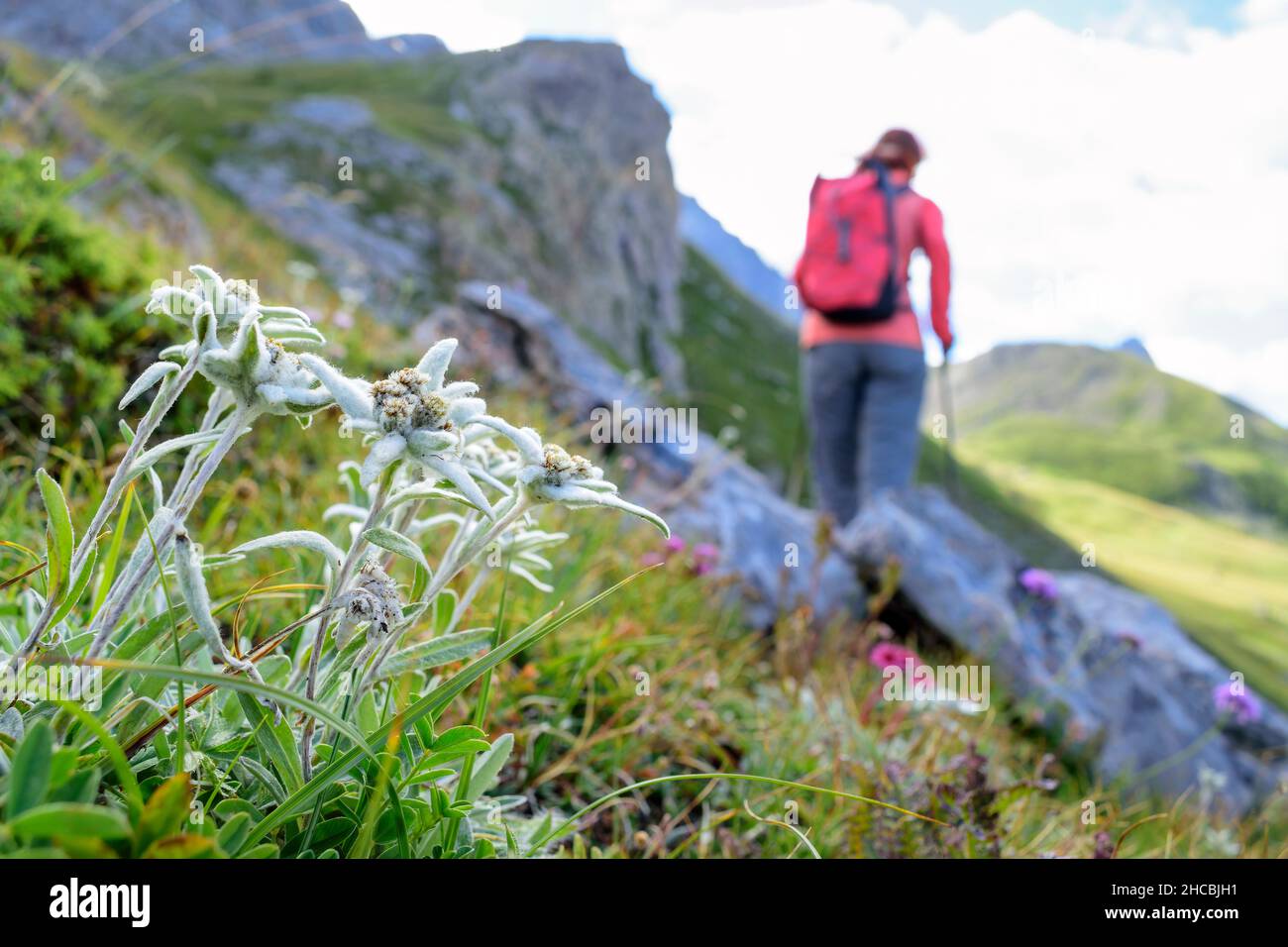 Fiori di Edelweiss (Leontopodium nivale) che crescono all'aperto con escursionista femminile che cammina sullo sfondo Foto Stock