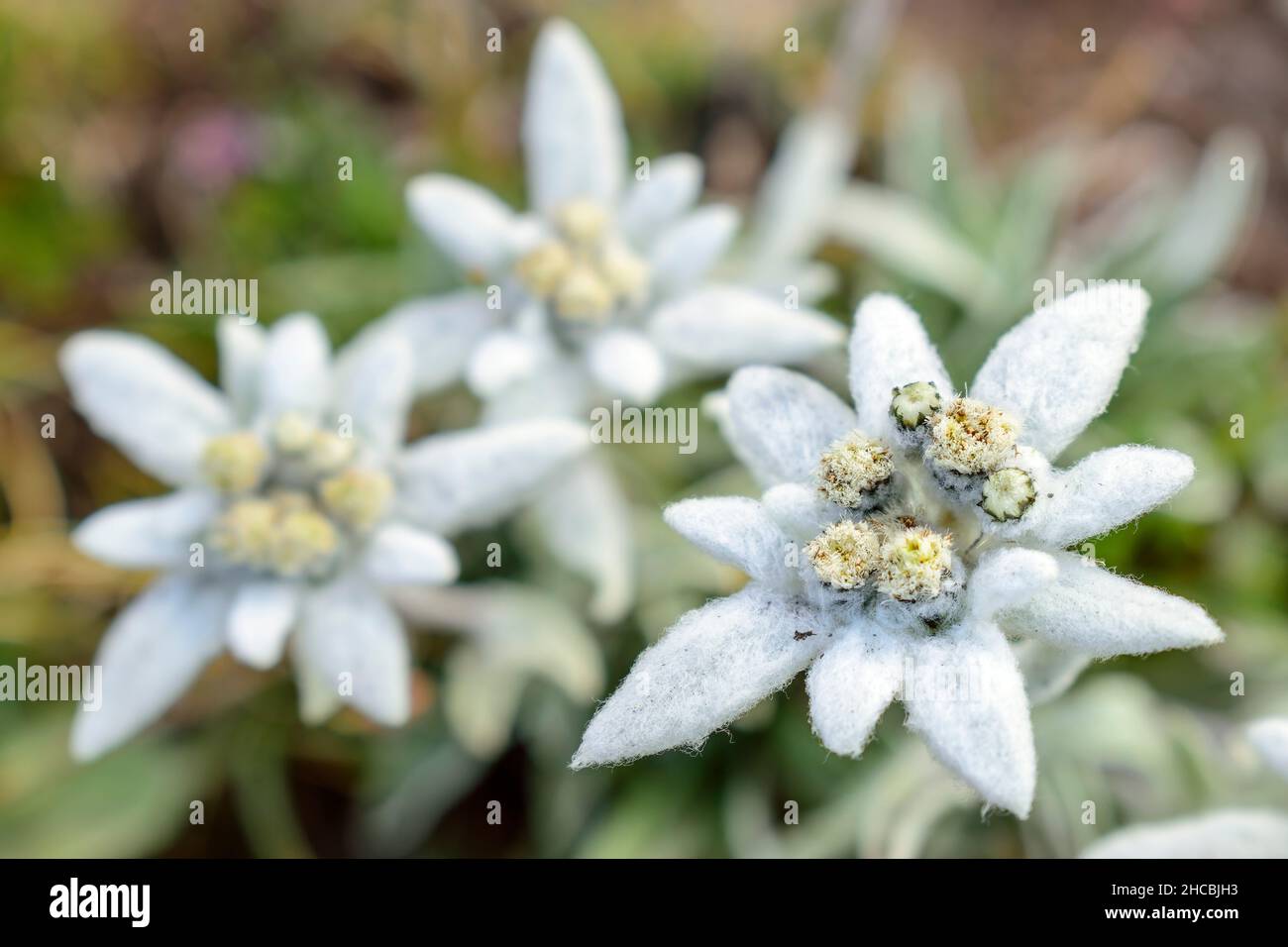 Edelweiss fiori (Leontopodium nivale) che crescono all'aperto Foto Stock