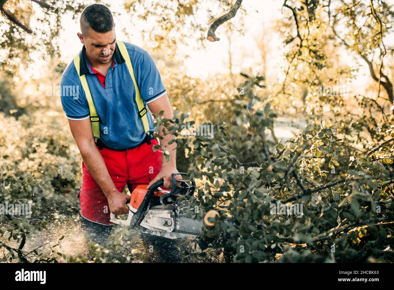 Lumberjack raccogliendo rami con il motore di terra a foresta Foto Stock