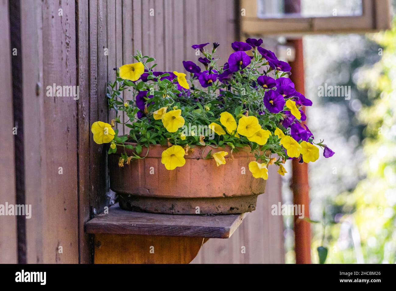 fiori viola e gialli in una pentola su una mensola Foto Stock