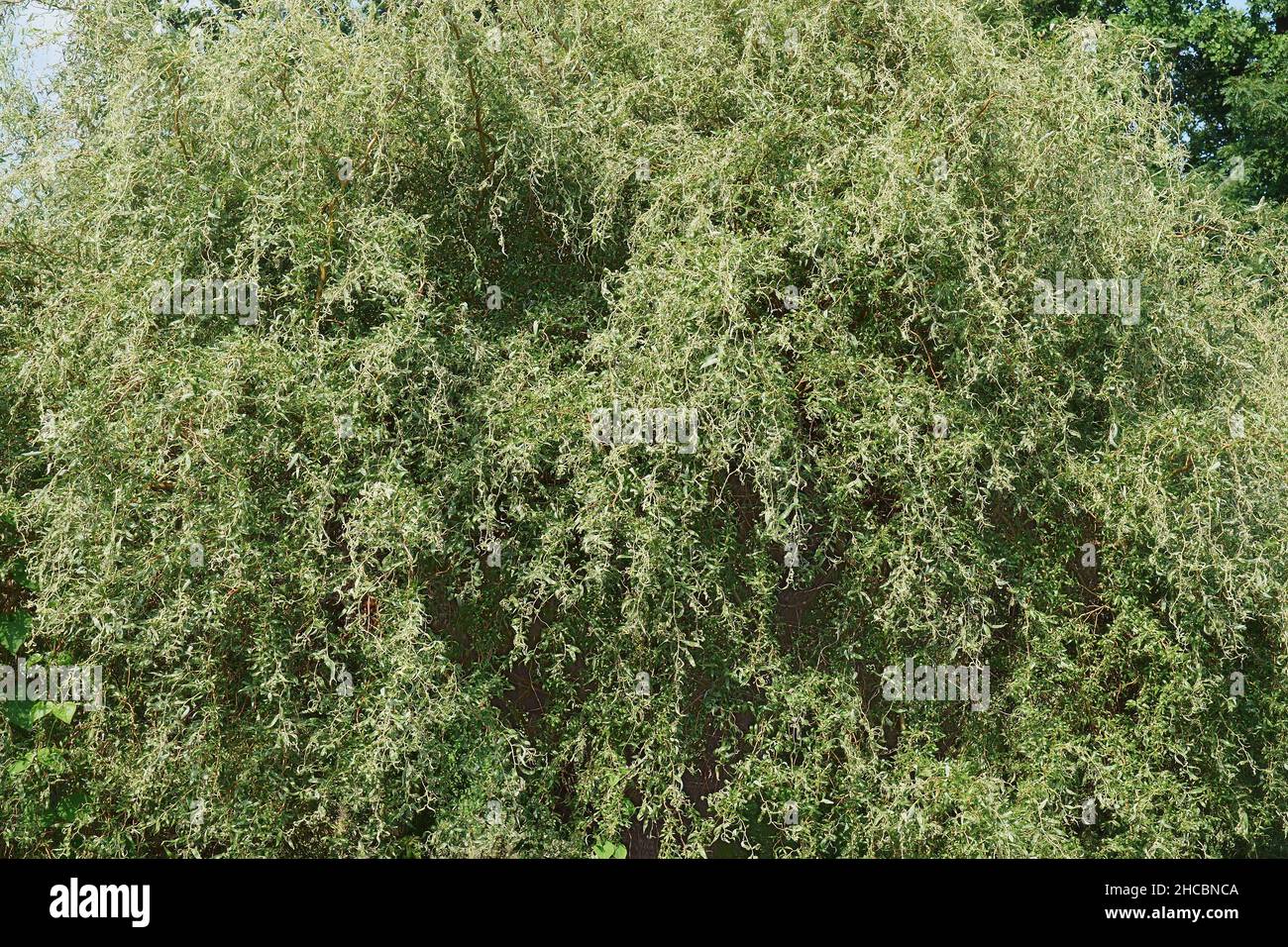 Scarlatto Corkscrew willow (Salix matsudana 'scarcuzam'). Conosciuto anche come Hankow Willow e Peking Willow. Foto Stock