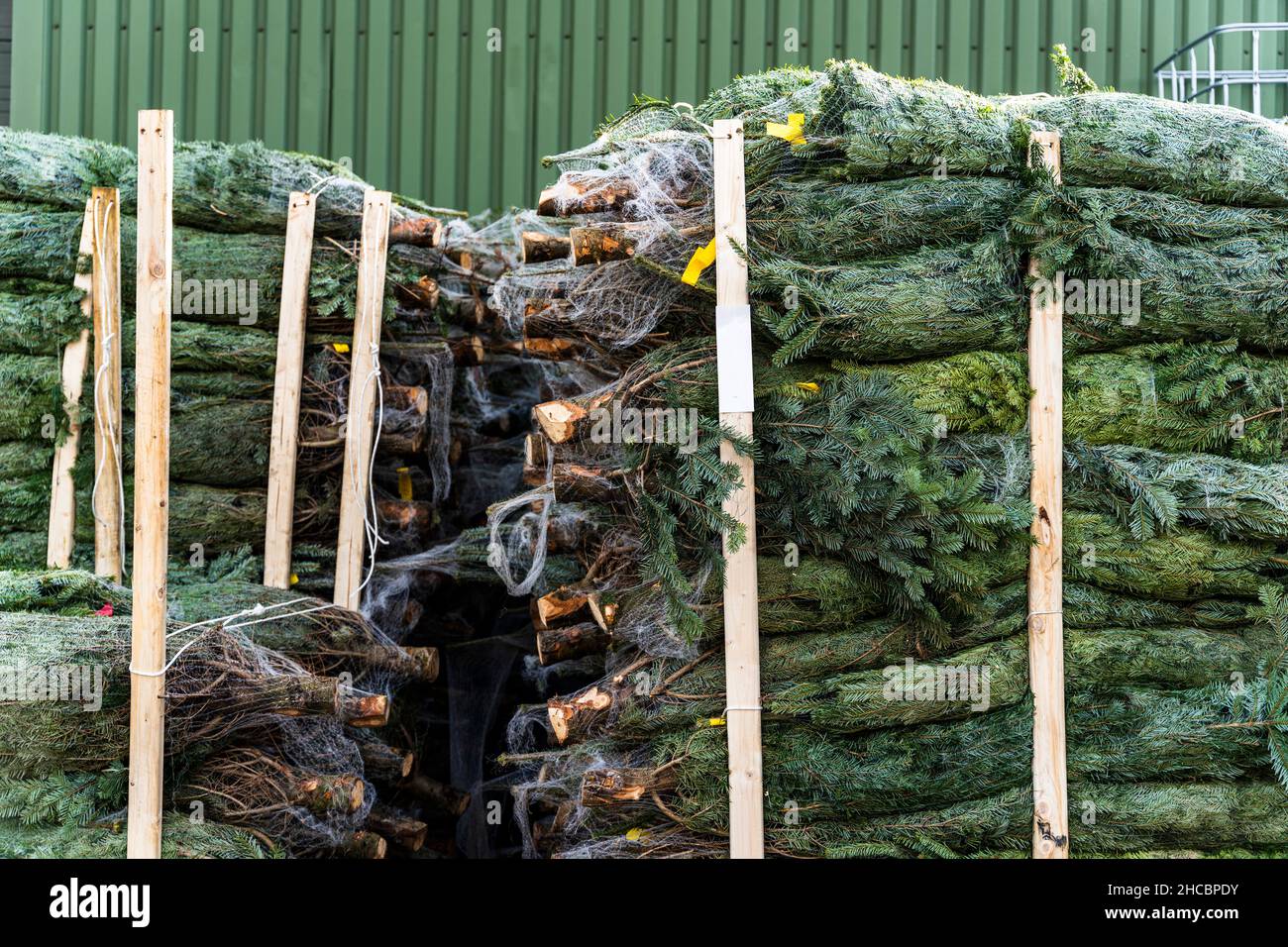 Pile di alberi di Natale avvolti di fronte al magazzino Foto Stock
