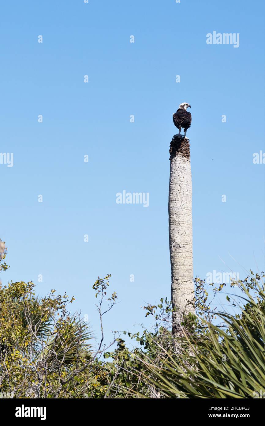 Un falò arroccato sulla cima di una palma tagliata, a Egmont Key vicino a San Pietroburgo, Florida. Foto Stock