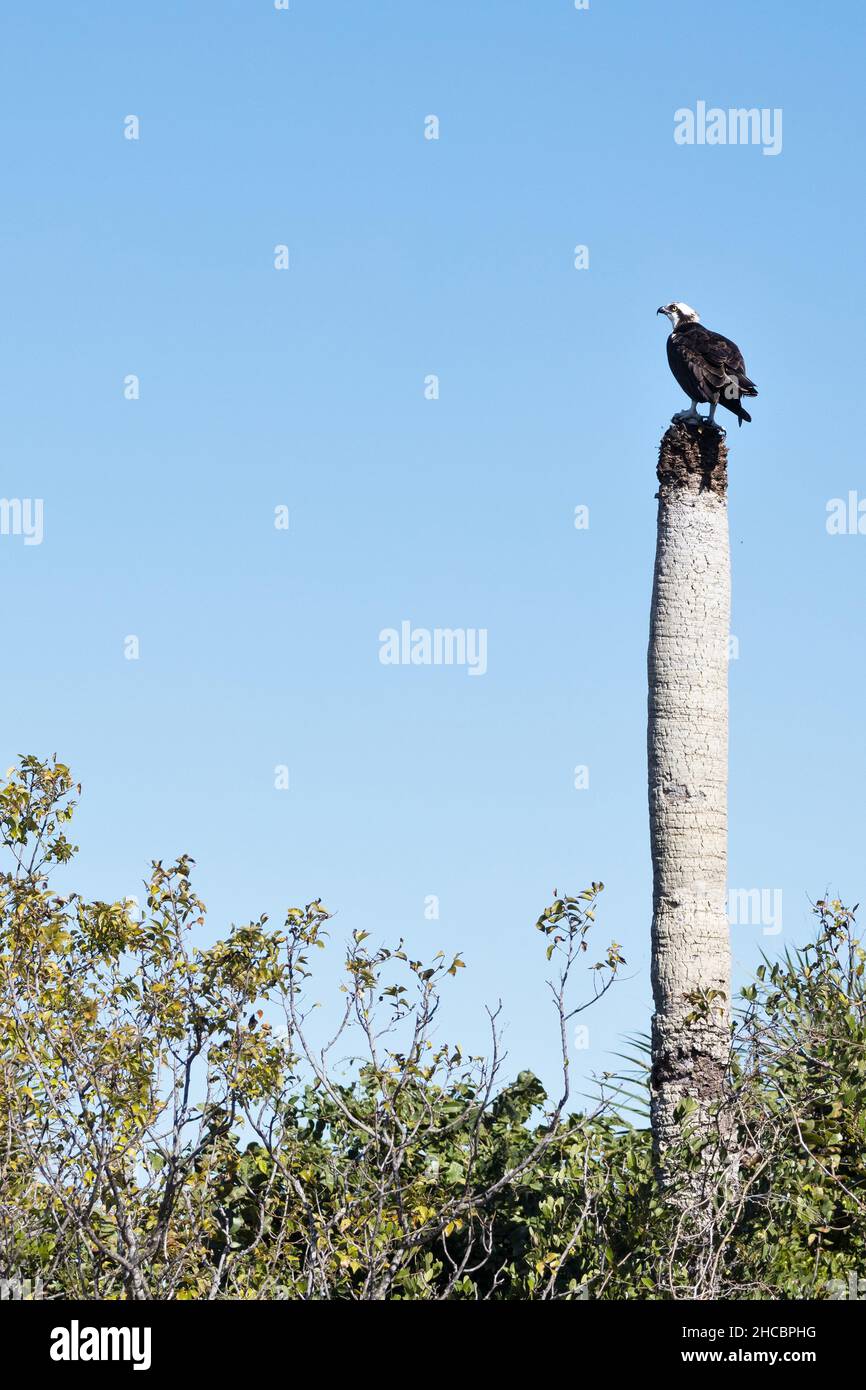 Un falò arroccato sulla cima di una palma tagliata, a Egmont Key vicino a San Pietroburgo, Florida. Foto Stock