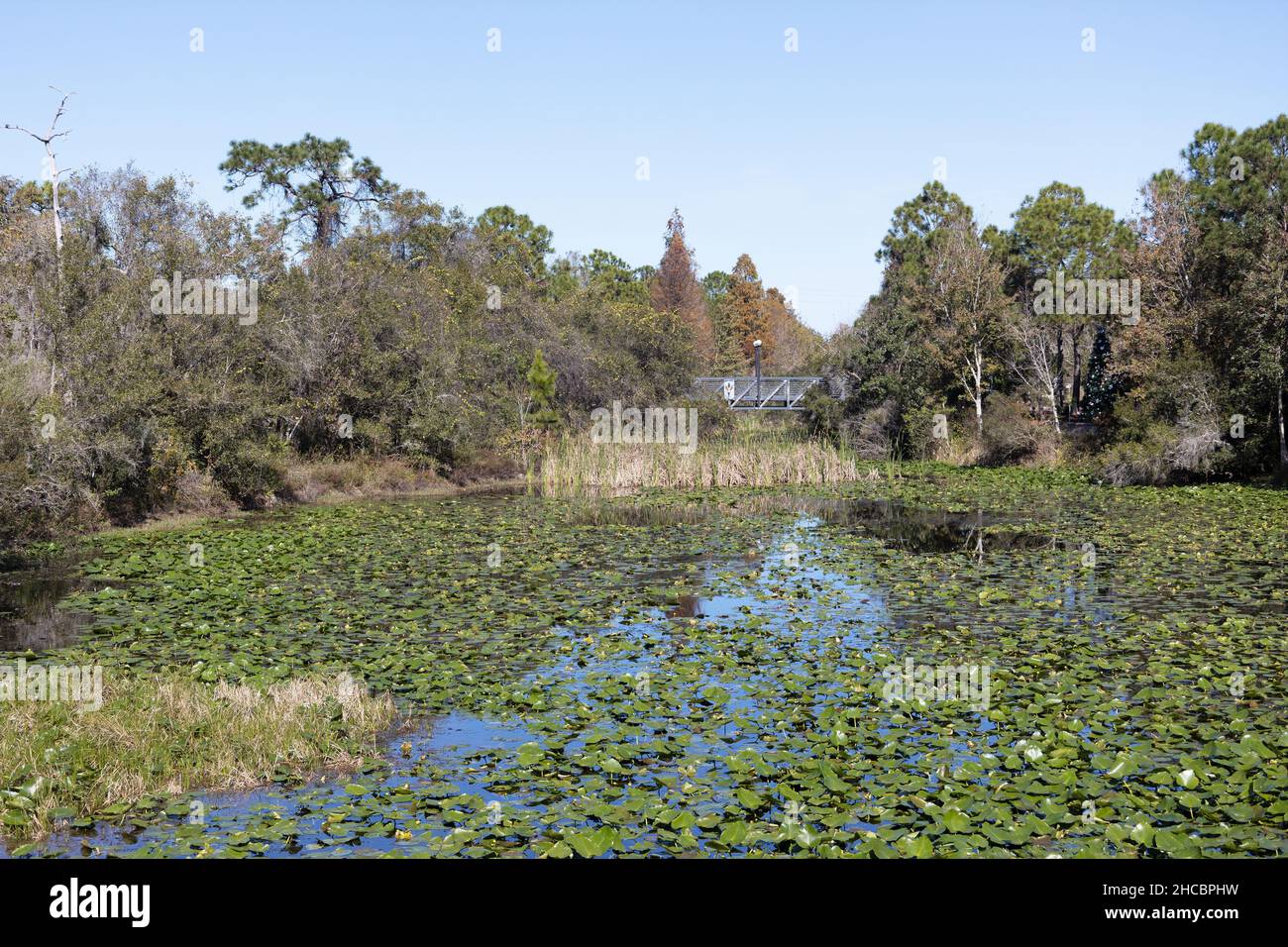 Un piccolo lago coperto di ninfee presso i giardini botanici della Florida a Largo, Florida. Foto Stock