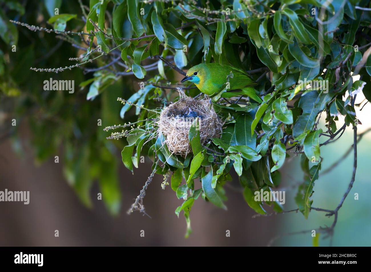 Primo piano di un nido di uccelli su un albero in Sri Lanka Foto Stock