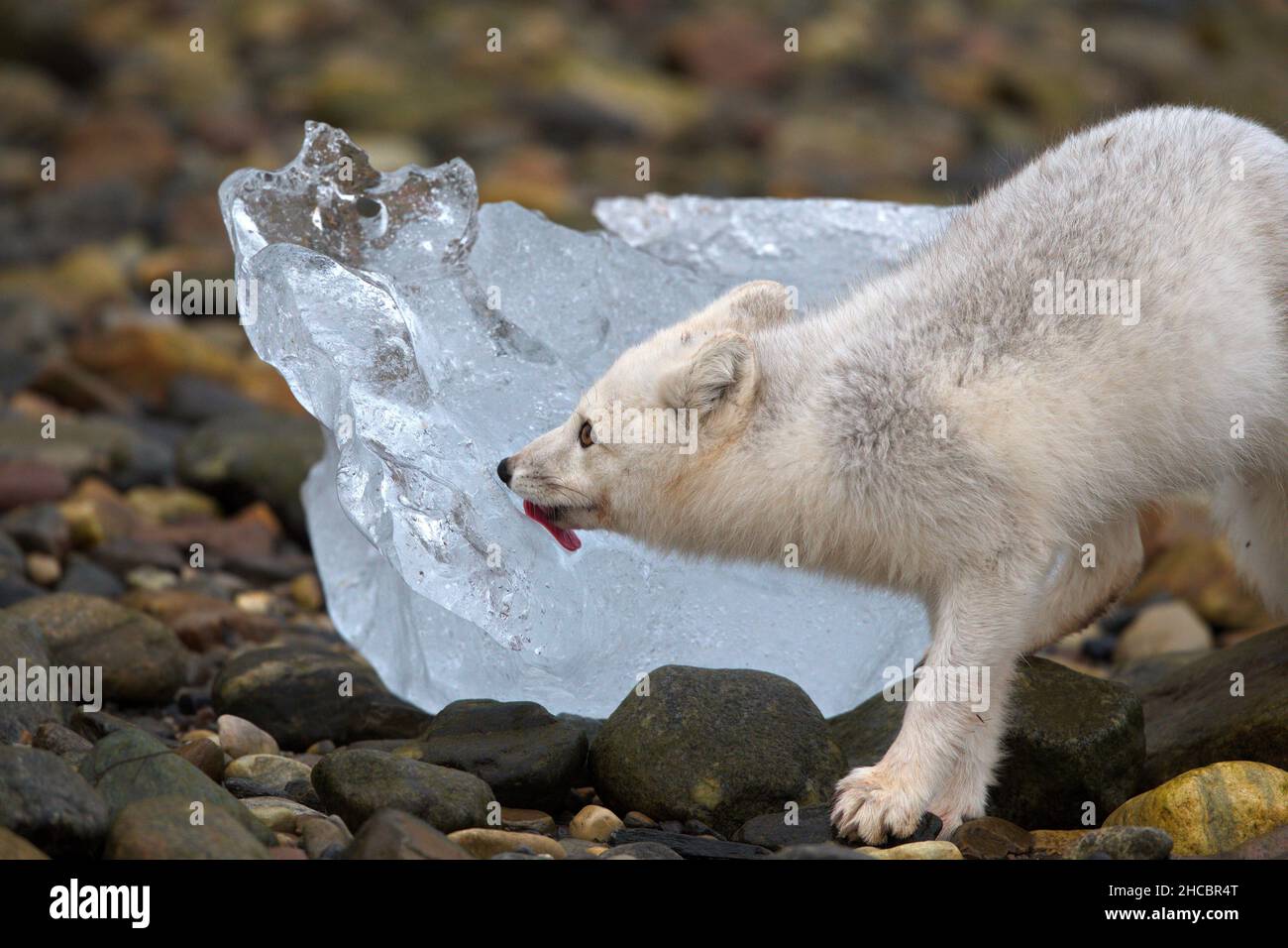 Fuoco selettivo di una volpe artica bianca vicino al ghiacciaio su un habitat roccioso Foto Stock