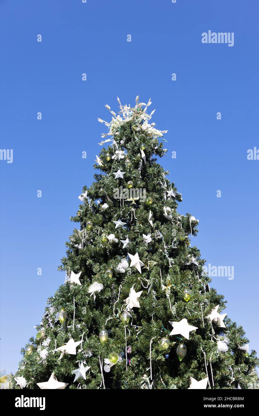 Un grande albero di Natale presso i giardini botanici della Florida a Largo, Florida. Foto Stock