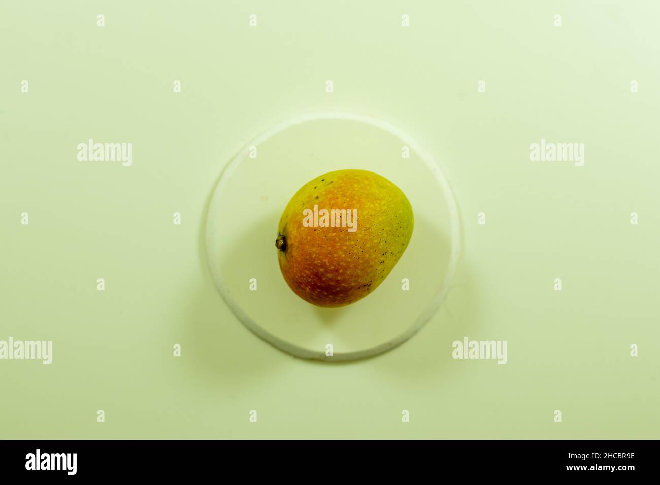 Un mango maturo odora dolce e ricco ed è leggermente morbido. I manghi maturi daranno fuori un profumo dolce e tendono ad essere più pesanti di unmature Foto Stock