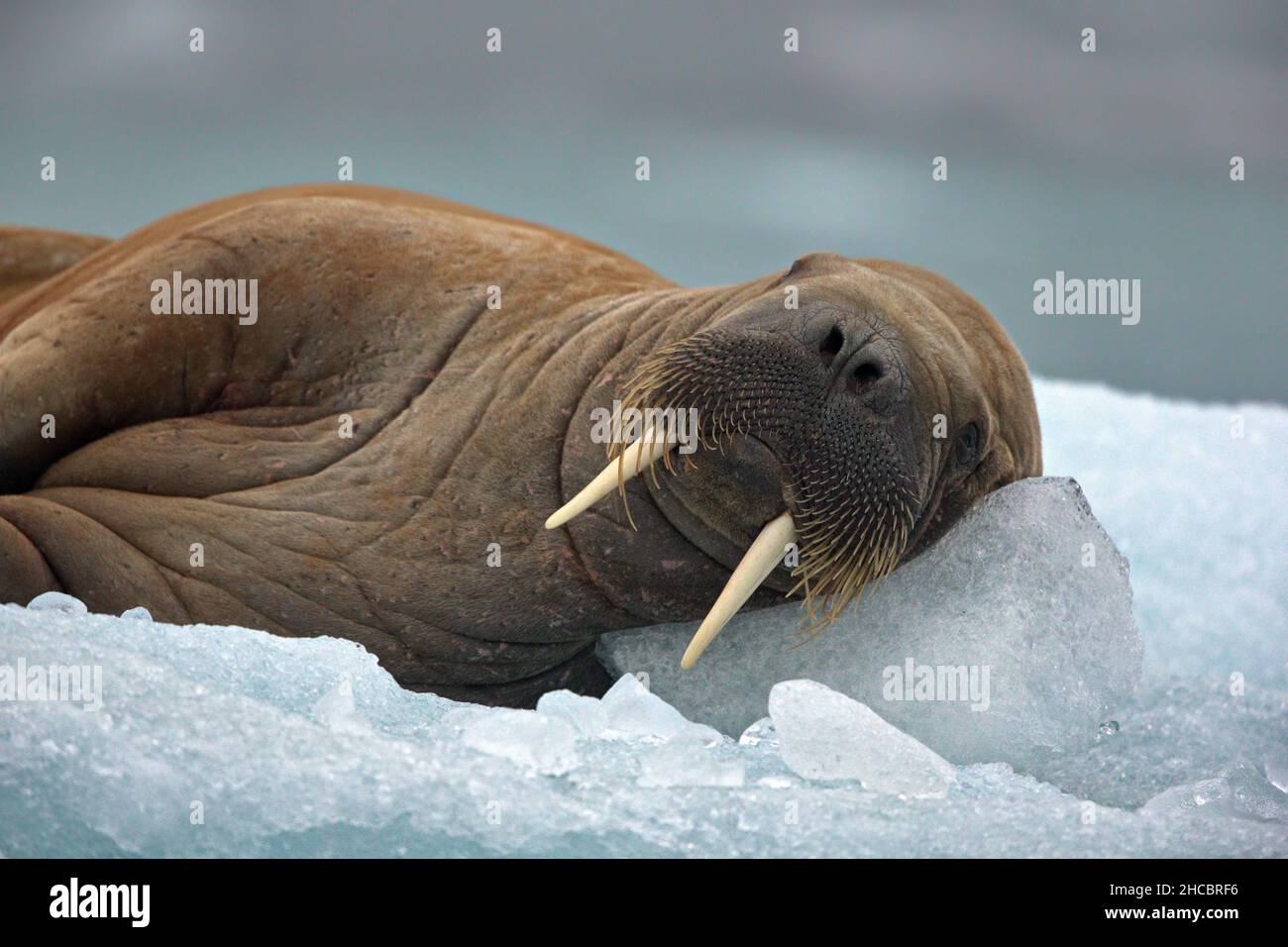 Grande Walrus che giace nell'habitat nevoso di Svalbard in una fredda giornata invernale Foto Stock