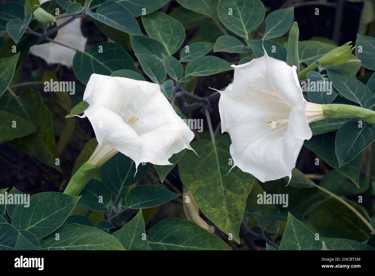 Devil's tromba fiore (Datura metel). Sapere anche come Metel, Roverella thorn apple e corno dell'abbondanza. Foto Stock